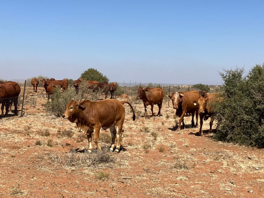 0 Bedroom Property for Sale in Luckhoff Free State